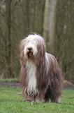 BEARDED COLLIE 409
